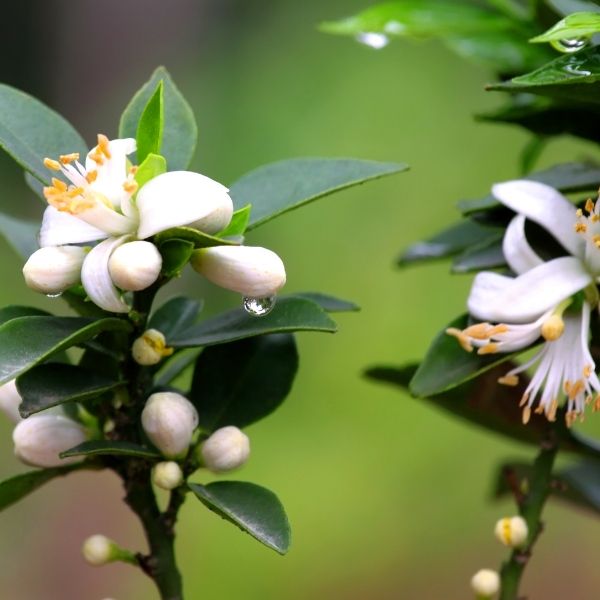 Orange Blossom Water